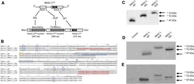 Deciphering an isolated lung phenotype of NKX2-1 frameshift pathogenic variant